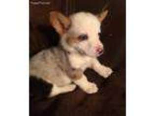 Pembroke Welsh Corgi Puppy for sale in Emory, TX, USA