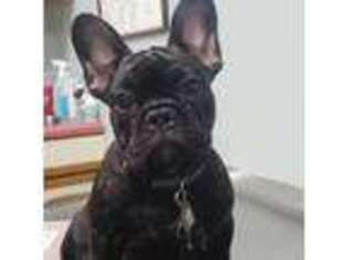 French Bulldog Puppy for sale in Galesburg, IL, USA