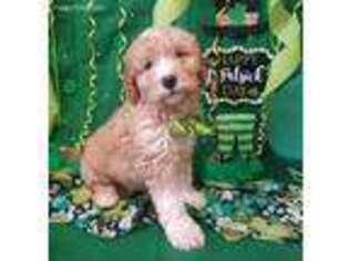 Goldendoodle Puppy for sale in Silver Lake, IN, USA