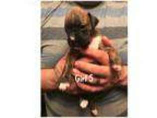 Boxer Puppy for sale in Barker, NY, USA
