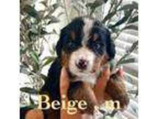 Bernese Mountain Dog Puppy for sale in Dallas, TX, USA