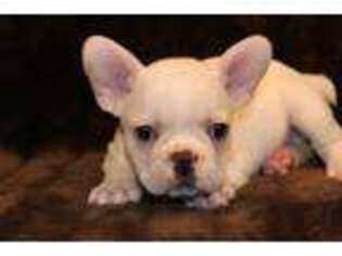 French Bulldog Puppy for sale in Wisner, LA, USA