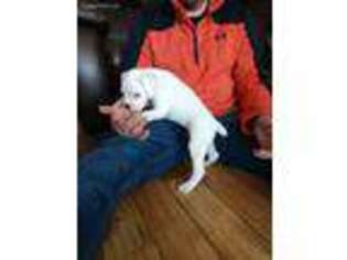 Boxer Puppy for sale in Amherst, NE, USA