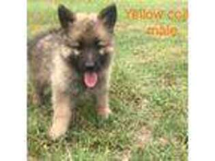 German Shepherd Dog Puppy for sale in Waco, TX, USA