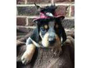 Bluetick Coonhound Puppy for sale in Augusta, GA, USA