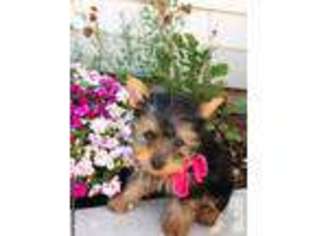 Yorkshire Terrier Puppy for sale in RIVERBANK, CA, USA