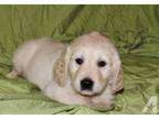 Mutt Puppy for sale in PINEHURST, ID, USA