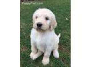 Goldendoodle Puppy for sale in Leicester, NC, USA