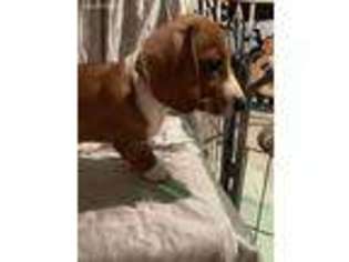 Dachshund Puppy for sale in Brooklyn, NY, USA