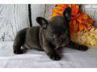 French Bulldog Puppy for sale in Show Low, AZ, USA
