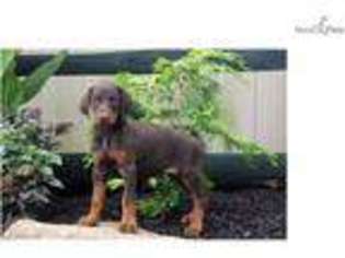 Doberman Pinscher Puppy for sale in Lancaster, PA, USA