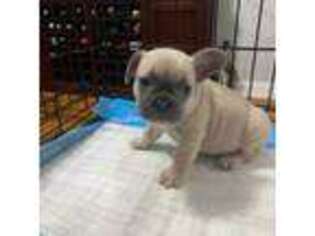 French Bulldog Puppy for sale in Fresh Meadows, NY, USA
