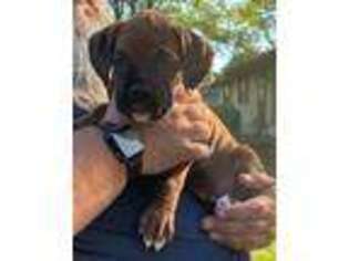 Boxer Puppy for sale in Rochester, NY, USA