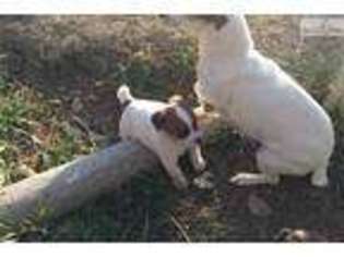 Jack Russell Terrier Puppy for sale in Boulder, CO, USA