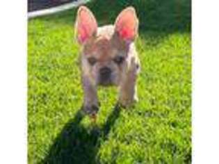 French Bulldog Puppy for sale in Highland, CA, USA