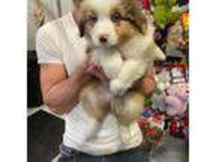 Australian Shepherd Puppy for sale in Brooklyn, NY, USA