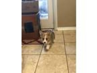 Pembroke Welsh Corgi Puppy for sale in Hinesville, GA, USA