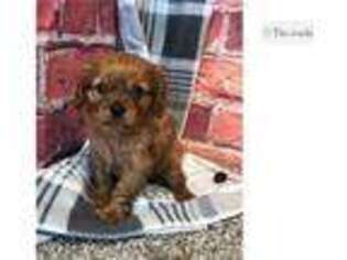 Cavalier King Charles Spaniel Puppy for sale in Fort Wayne, IN, USA