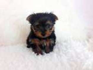 Yorkshire Terrier Puppy for sale in Ventura, CA, USA