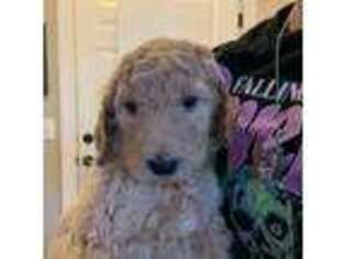 Goldendoodle Puppy for sale in Apex, NC, USA