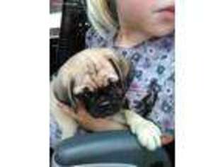 Pug Puppy for sale in Cadott, WI, USA