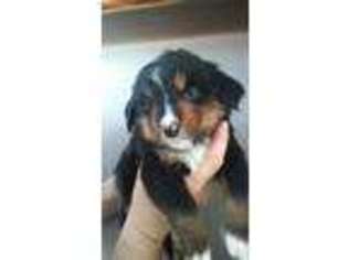 Bernese Mountain Dog Puppy for sale in Hummelstown, PA, USA