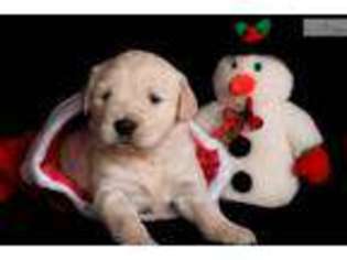 Golden Retriever Puppy for sale in Canton, OH, USA