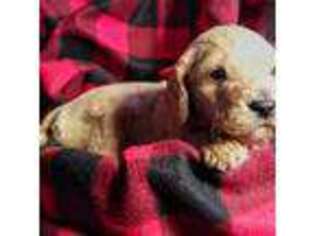Goldendoodle Puppy for sale in Westlake, OR, USA