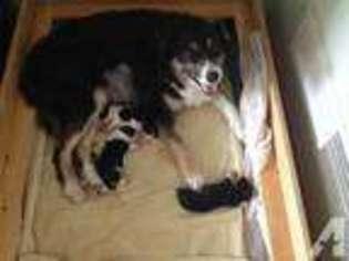 Border Collie Puppy for sale in HONEY BROOK, PA, USA
