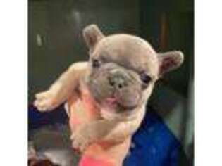 French Bulldog Puppy for sale in Kirkland, WA, USA