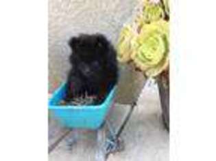 Pomeranian Puppy for sale in Stockton, CA, USA