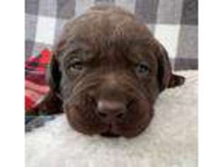 Labrador Retriever Puppy for sale in Everton, MO, USA