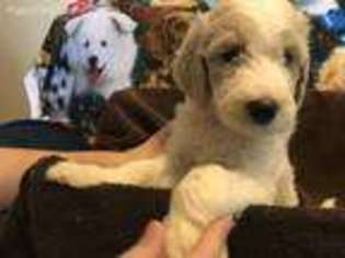 Goldendoodle Puppy for sale in Clementon, NJ, USA