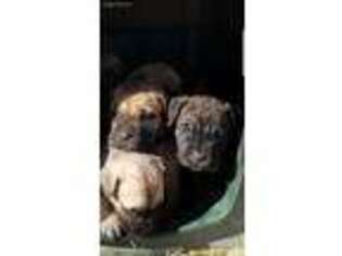 Cane Corso Puppy for sale in Kaw City, OK, USA