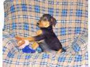 Airedale Terrier Puppy for sale in Powell, WY, USA