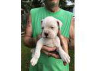 Boxer Puppy for sale in Corning, NY, USA