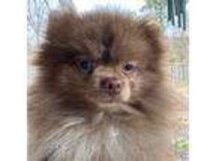 Pomeranian Puppy for sale in Collierville, TN, USA