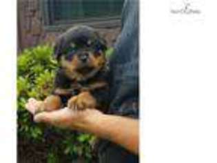 Rottweiler Puppy for sale in State College, PA, USA