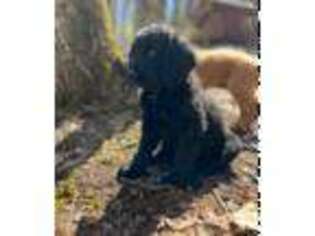 Goldendoodle Puppy for sale in Highlands, NC, USA