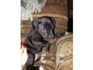 Mastiff Puppy for sale in Las Vegas, NV, USA