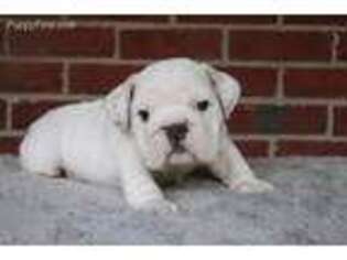 Bulldog Puppy for sale in Oxford, GA, USA