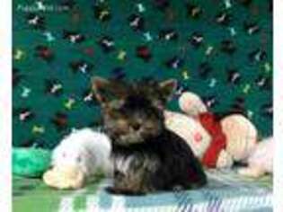 Yorkshire Terrier Puppy for sale in Winston Salem, NC, USA