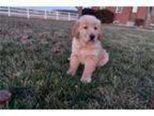 Golden Retriever Puppy for sale in Fort Wayne, IN, USA