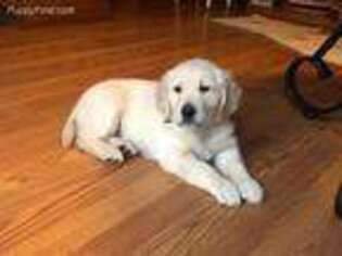 Golden Retriever Puppy for sale in New Waterford, OH, USA