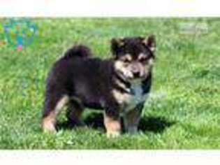 Shiba Inu Puppy for sale in Lancaster, PA, USA