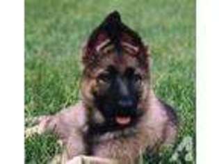 German Shepherd Dog Puppy for sale in Albany, KY, USA