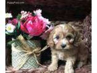 Cavapoo Puppy for sale in Kingsport, TN, USA