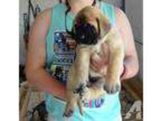 Mastiff Puppy for sale in LA FOLLETTE, TN, USA
