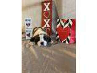 Saint Bernard Puppy for sale in Dalton, OH, USA