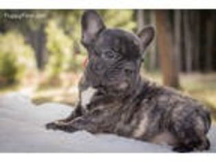 French Bulldog Puppy for sale in Cave Junction, OR, USA